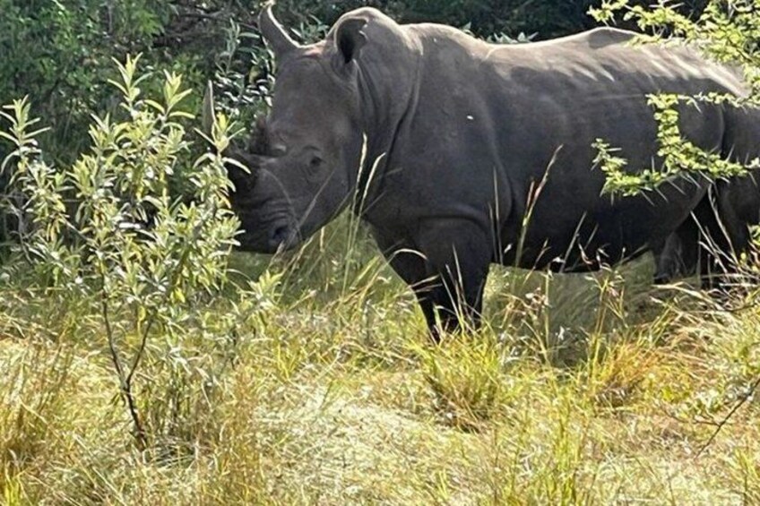 Jambo Kenya Safari - 5 Days Ultimate Wildlife Safari Adventure 3