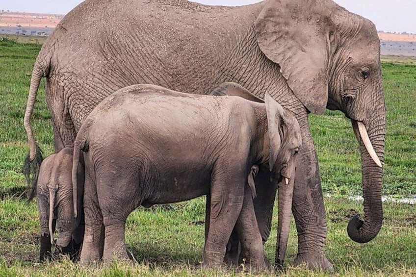 A large elephant with tusks and a smaller one beside it in a grassy field. 1