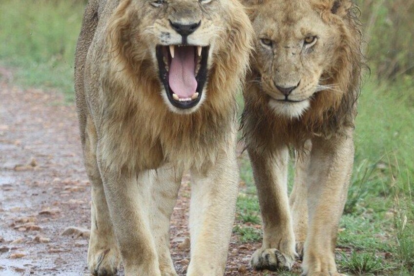 Jambo Kenya Safari - 5 Days Ultimate Wildlife Safari Adventure 4