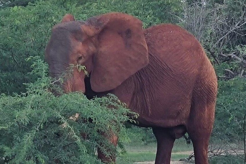 Jambo Kenya Safari - 5 Days Ultimate Wildlife Safari Adventure 3