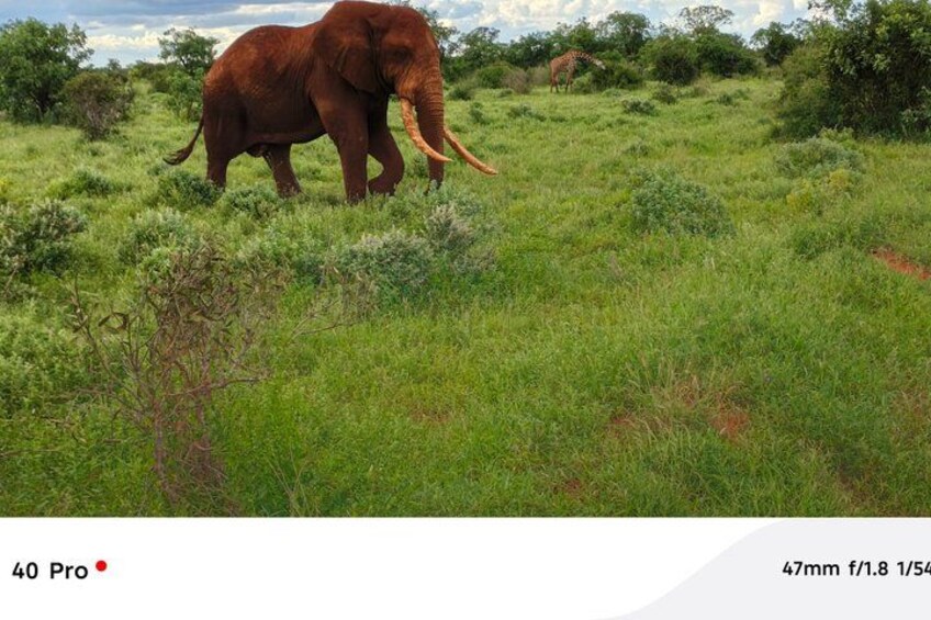 Jambo Kenya Safari - 5 Days Ultimate Wildlife Safari Adventure 4