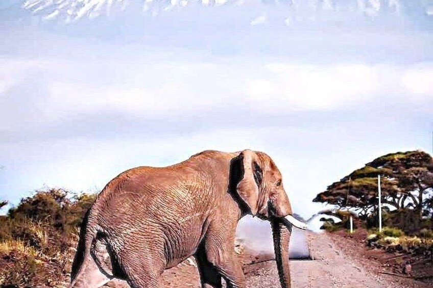 Jambo Kenya Safari - 5 Days Ultimate Wildlife Safari Adventure 1