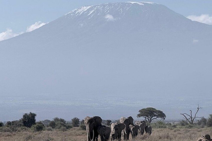 Jambo Kenya Safari - 5 Days Ultimate Wildlife Safari Adventure 5