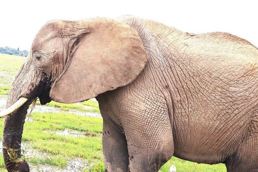 Jambo Kenya Safari - 5 Days Ultimate Wildlife Safari Adventure 2