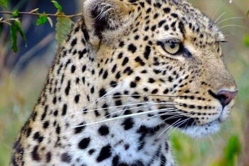 Jambo Kenya Safari - 5 Days Ultimate Wildlife Safari Adventure 2