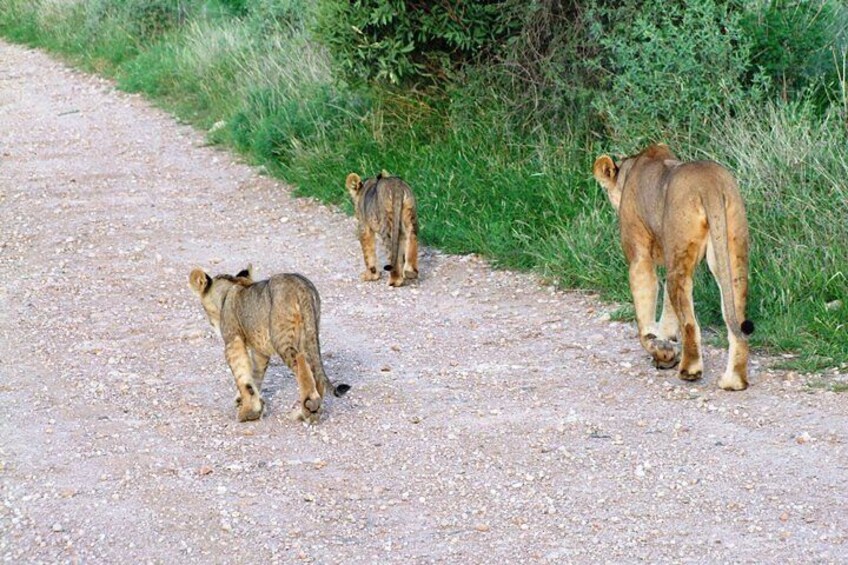 7 Days Tsavo East, Taita, Amboseli & Sanctuary Safari. 1