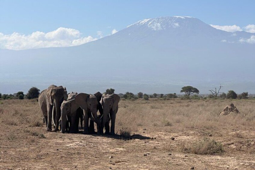 A group of elephants in a dry grassland with a mountain in the background. 4
