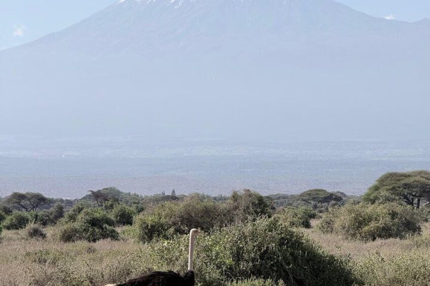 A mountain, a body of water, and scattered vegetation. 3