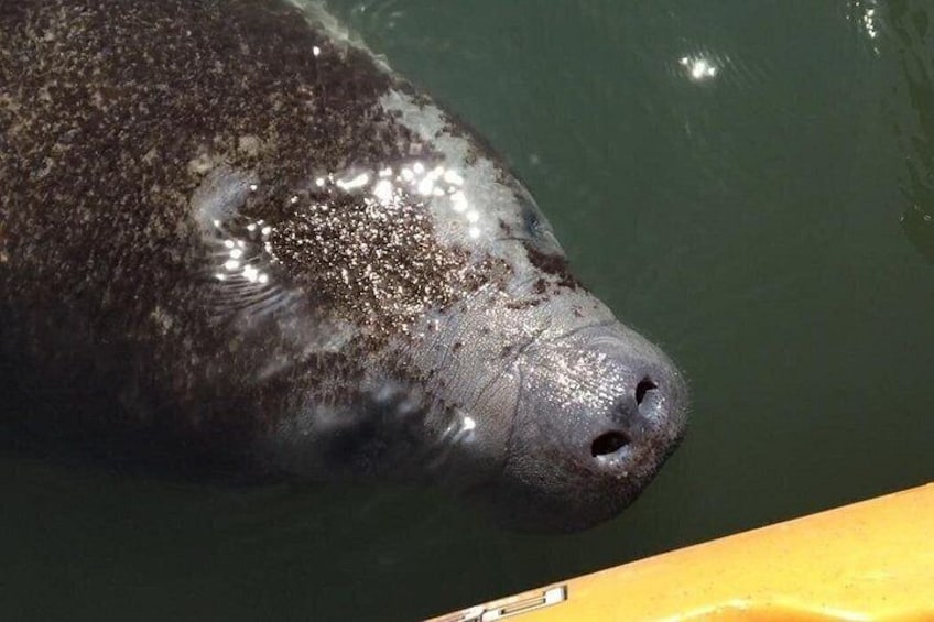 Manatee saying Hello! 1