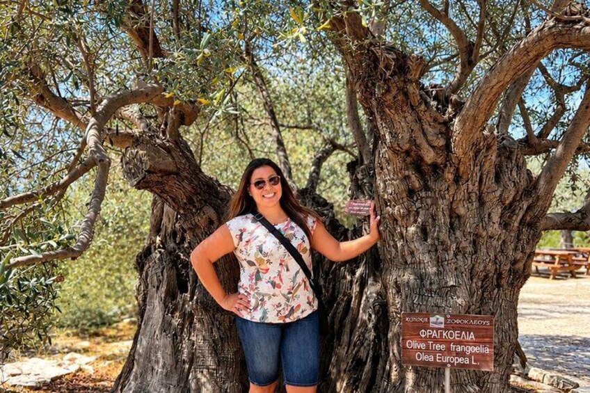 Eine Person steht neben einem großen Baum, an dem ein Schild mit der Aufschrift 'Olive Tree Olea europaea' angebracht ist. 5