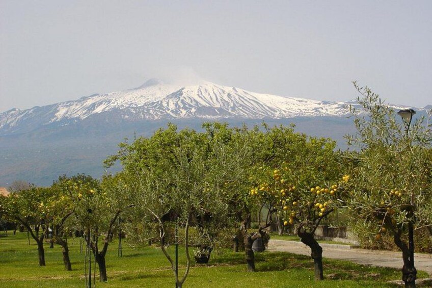 An orchard with trees bearing fruit, a mountain with snow-capped peaks in the background, and a clear sky. 2