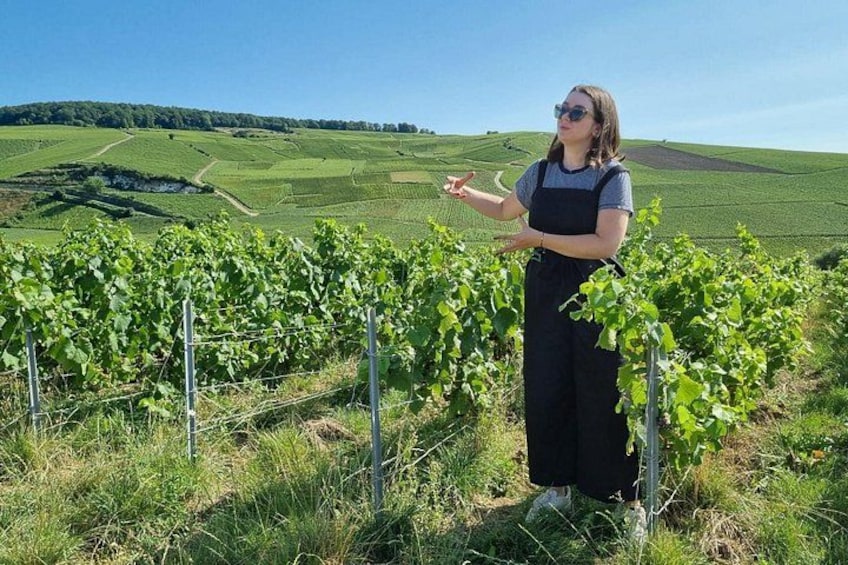 Une personne se tient debout dans un vignoble, au milieu de rangées de vignes. 2