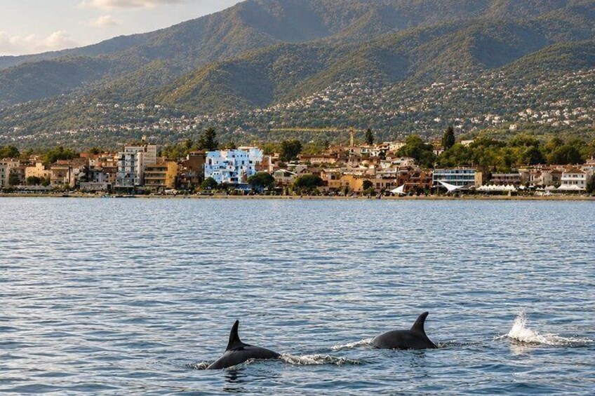 Dos delfines nadando en una masa de agua, con un pueblo costero y montañas al fondo. 4