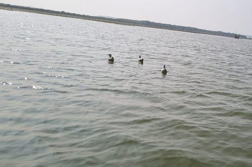 Ruhiges Wasser mit drei schwimmenden Vögeln. 5