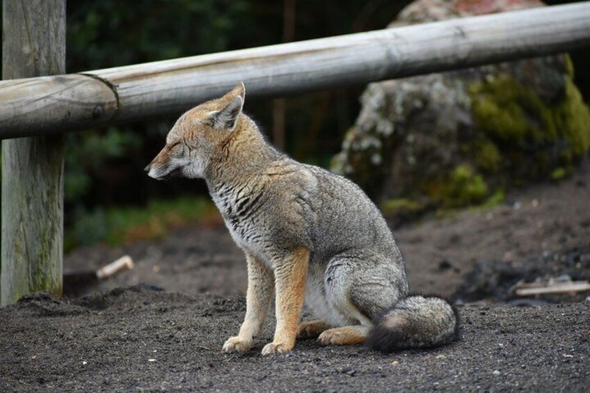 Gray Fox in Osorno Volcano