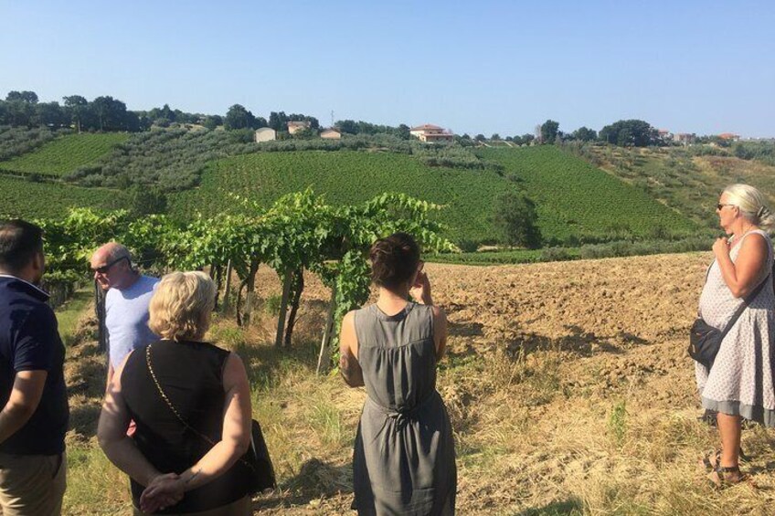 guided tour of the vineyards