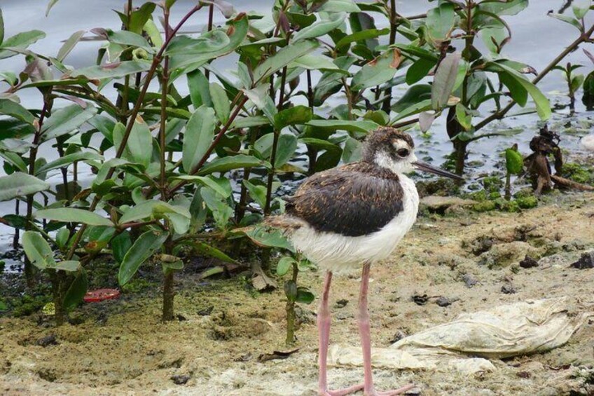 A bird standing on a sandy shore with green foliage in the background. 1
