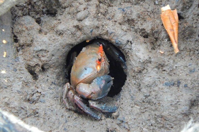A crab in a muddy hole. 4