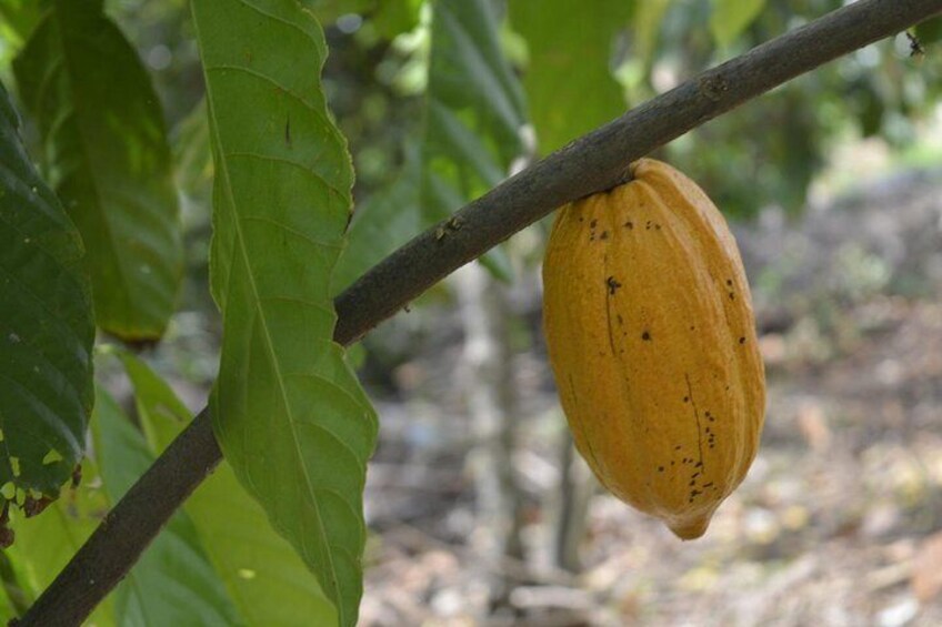 A yellow fruit hanging from a tree branch. 5