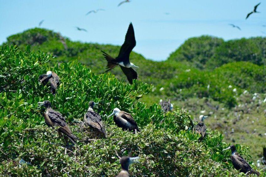 A group of birds on a green landscape with flying birds in the background. 2