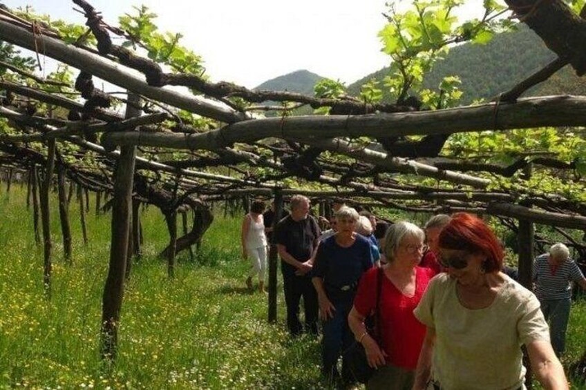 Tenuta San Francesco Wine Tasting 2