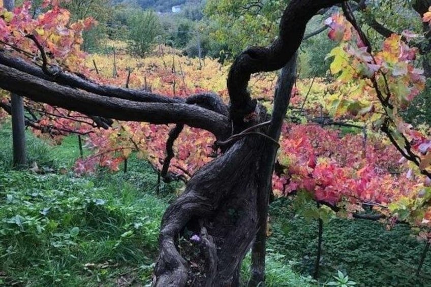 Viñedo con el tronco retorcido de un árbol y hojas de color otoñal. 2