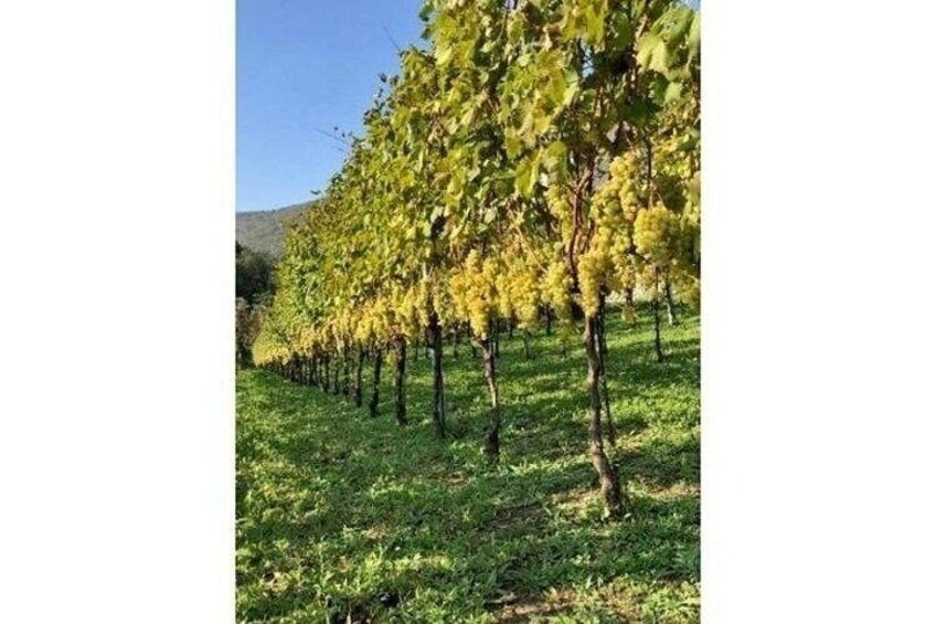 Tenuta San Francesco Wine Tasting 4
