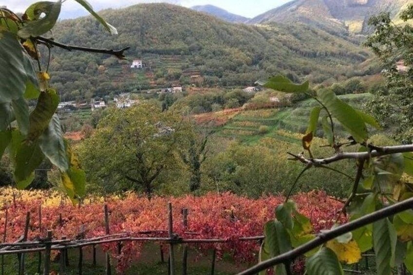 Tenuta San Francesco Wine Tasting 3