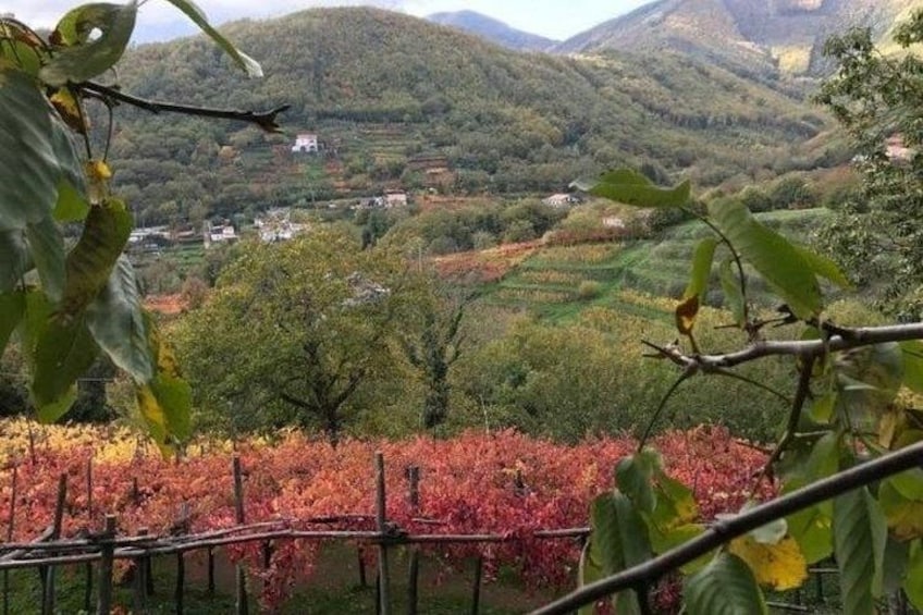 Un paisaje montañoso con un viñedo en primer plano y casas en el valle de abajo. 3