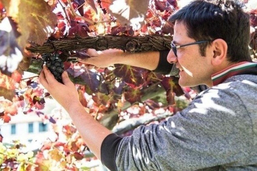 A person harvesting grapes from a vine. 1