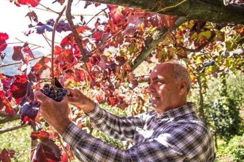 A person holding grapes in a vineyard with red leaves in the background. 2