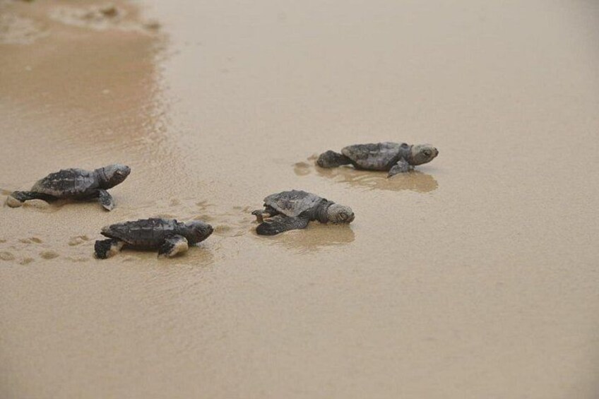 Baby sea turtles on a sandy beach. 1