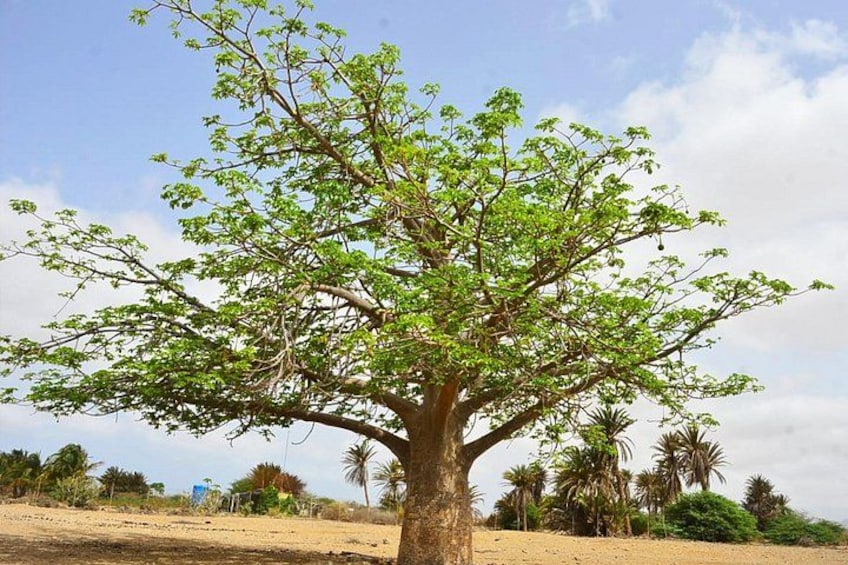 A large tree with a wide canopy in a dry, open landscape with sparse vegetation and a clear sky. 2