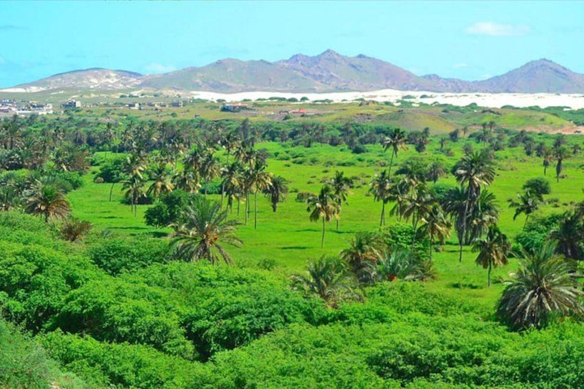 A lush green landscape with palm trees and distant mountains. 4