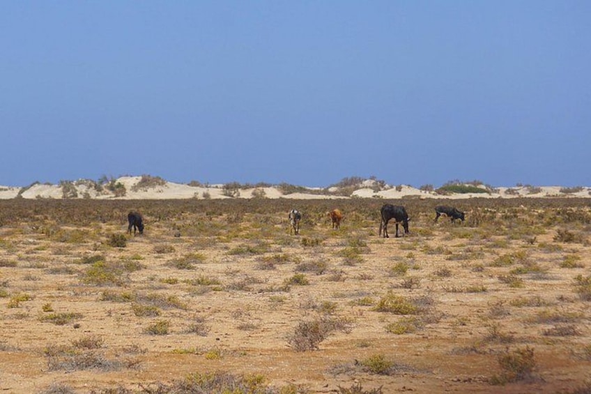 A desert landscape with sparse vegetation and a clear sky. 3