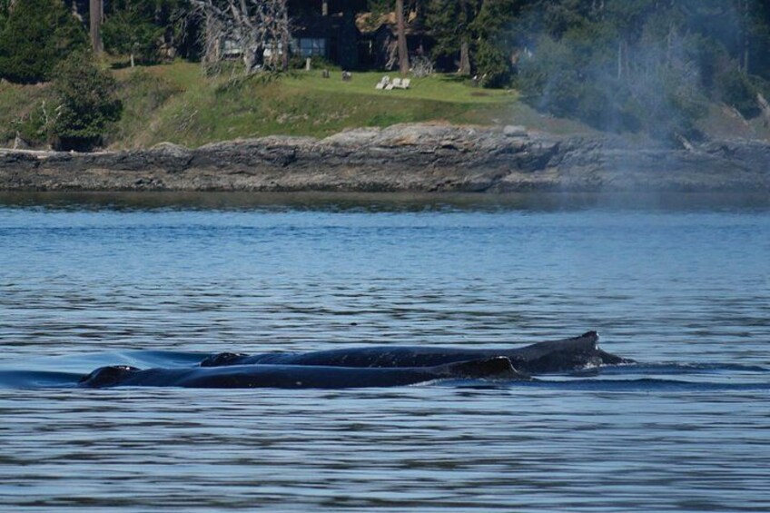A whale swimming in a body of water with a shoreline in the background. 4