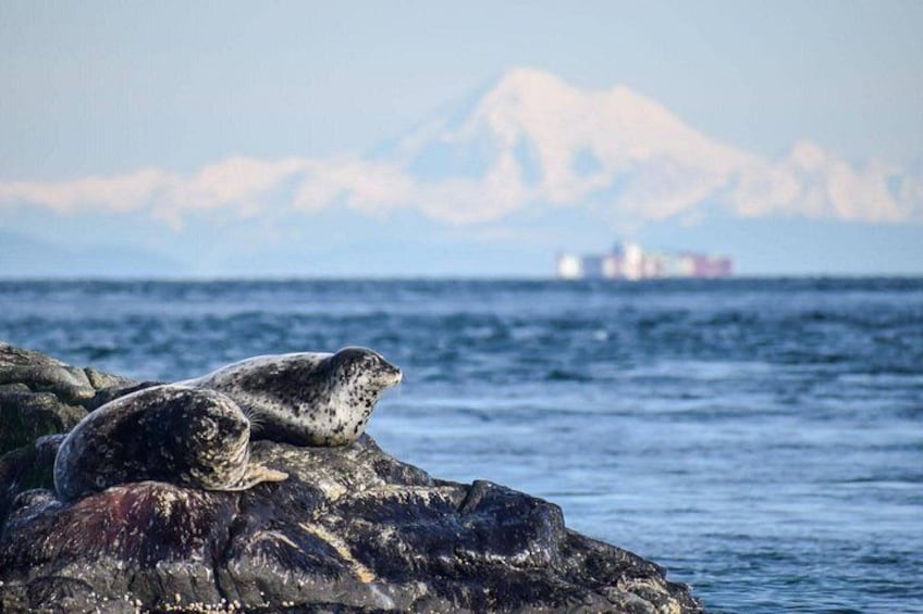 Two seals on a rock by the ocean with a ship in the distance and mountains in the background. 5