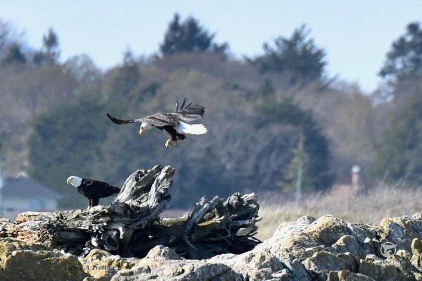 A bald eagle in flight over a rocky terrain with trees in the background. 3