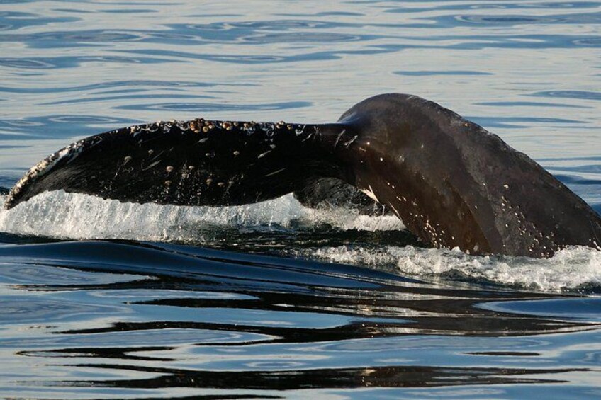 A whale breaching with its mouth open, creating a splash in the water. 2