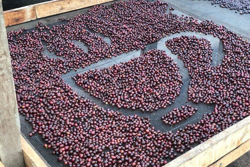 Coffee Farm and Salento Walking Tour 2