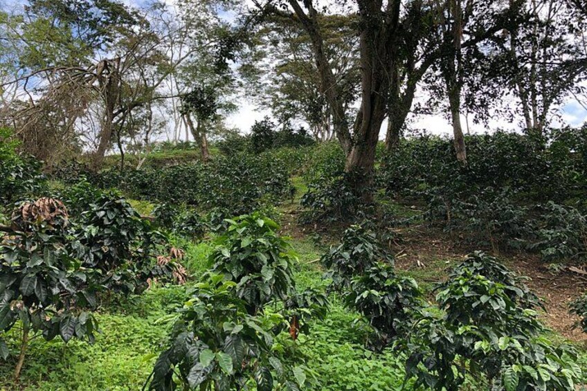 Coffee Farm and Salento Walking Tour 3