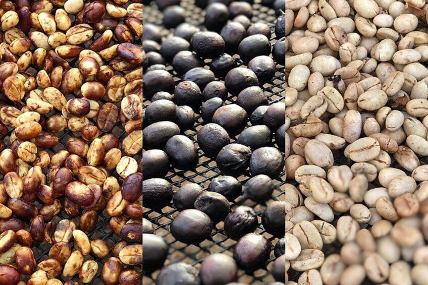 Coffee Farm and Salento Walking Tour 5