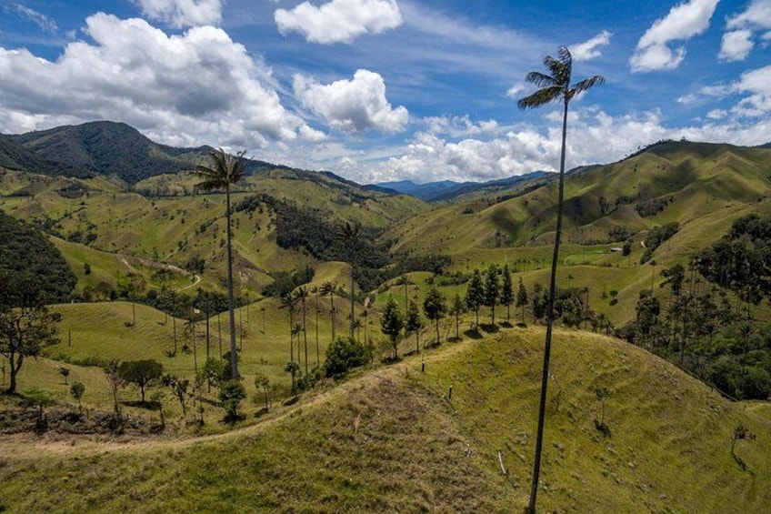 Cocora Valley and Salento Horseback Riding Day Tour 1