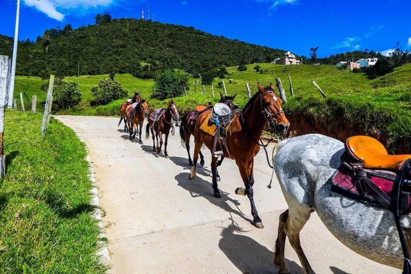 Cocora Valley and Salento Horseback Riding Day Tour 4