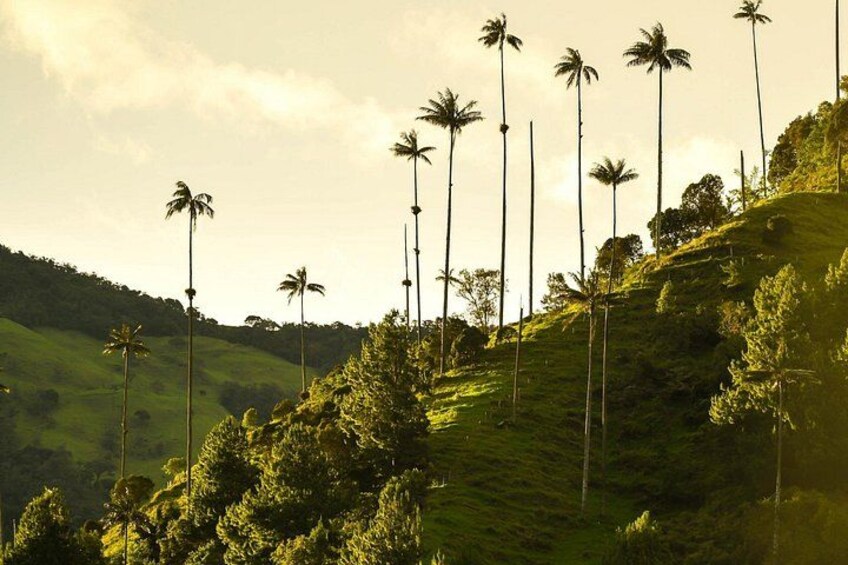 Cocora Valley and Salento Horseback Riding Day Tour 2