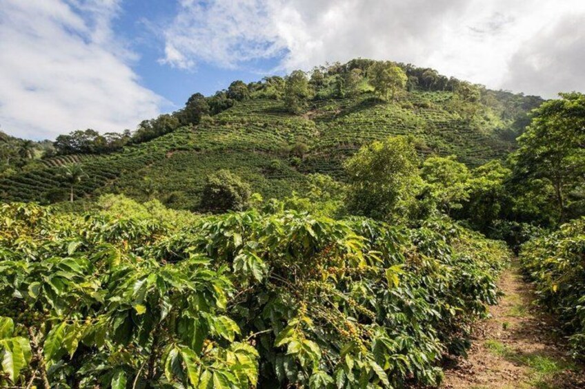 A coffee plantation with terraced hills and a clear sky. 4