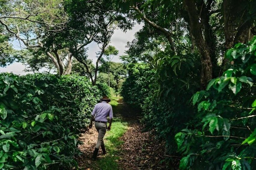 A person walking on a narrow path surrounded by dense foliage. 3