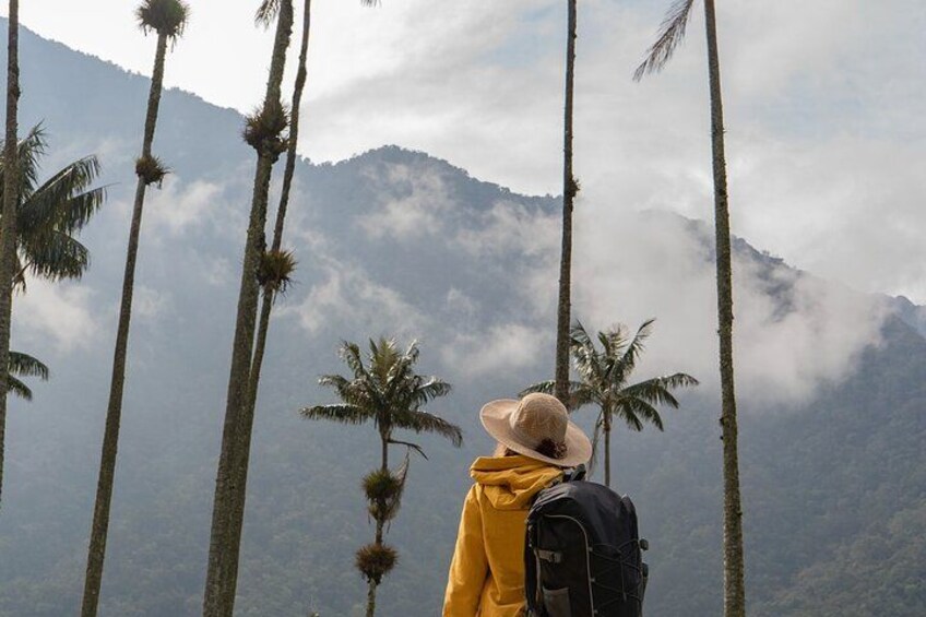 Cocora Valley and Salento Hike Tour 1