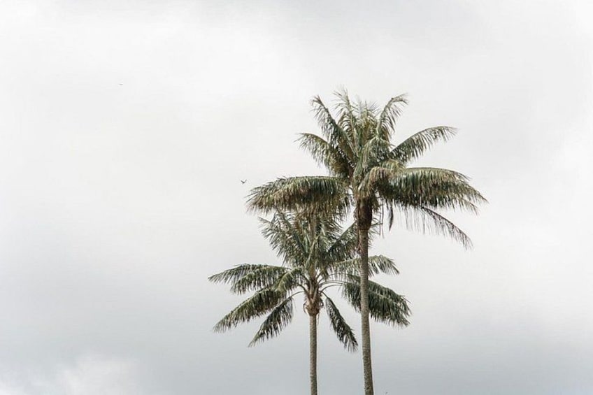 Cocora Valley and Salento Hike Tour 3