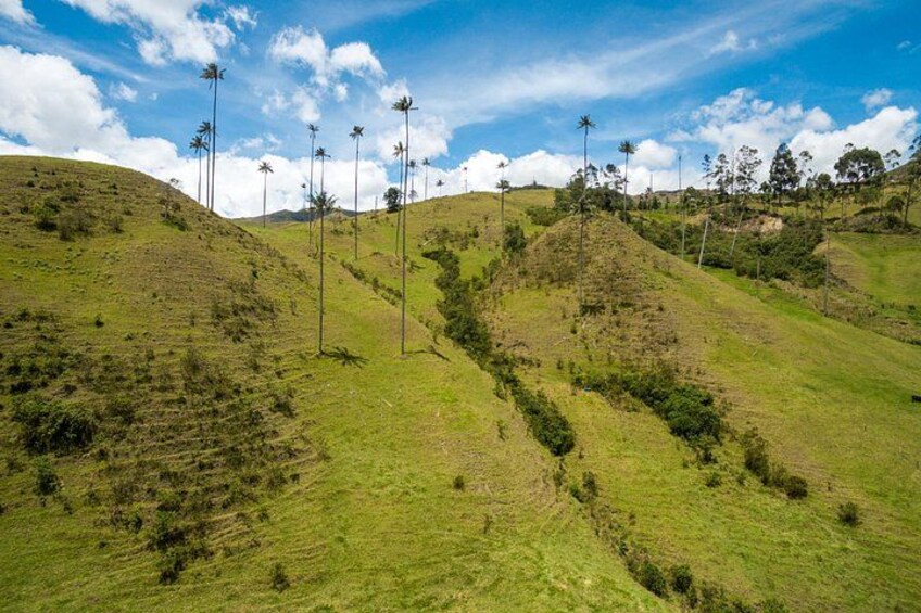 Cocora Valley and Salento Hike Tour 2